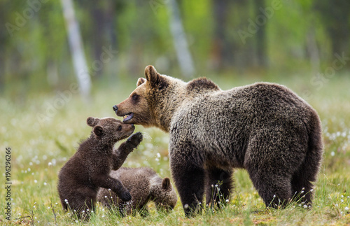 She-bear with cubs against the background of the forest. Summer. Finland. 