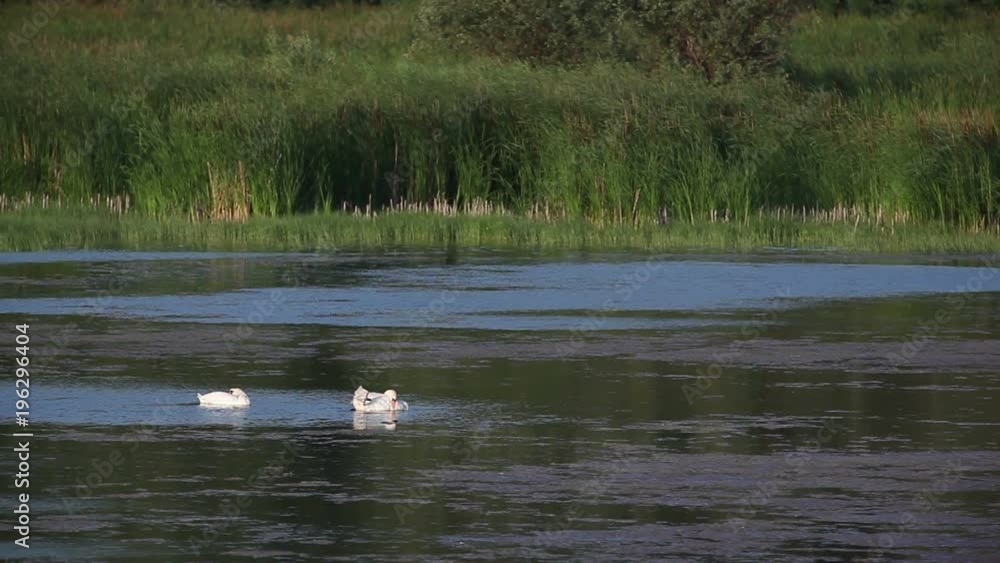 Swans swimming in pond Swans swimming in pond