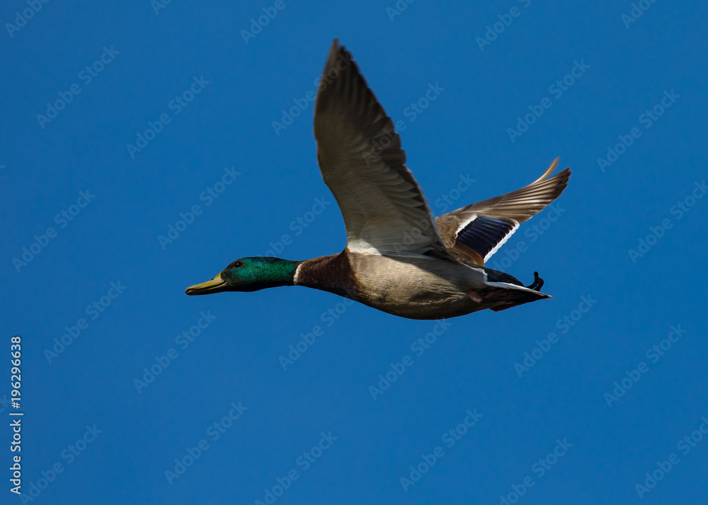 Obraz premium wild duck flying in the wild