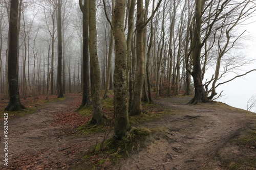 mystische Stimmung im Gespensterwald mit Nebel