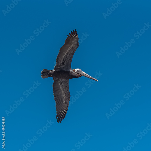 Brown pelican  bird flying in blue sky in Guadeloupe   