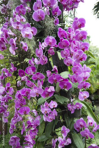 Beautiful Pink orchids growing on a tree in Singapore  Asia