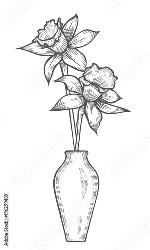 Daffodil illustration, drawing