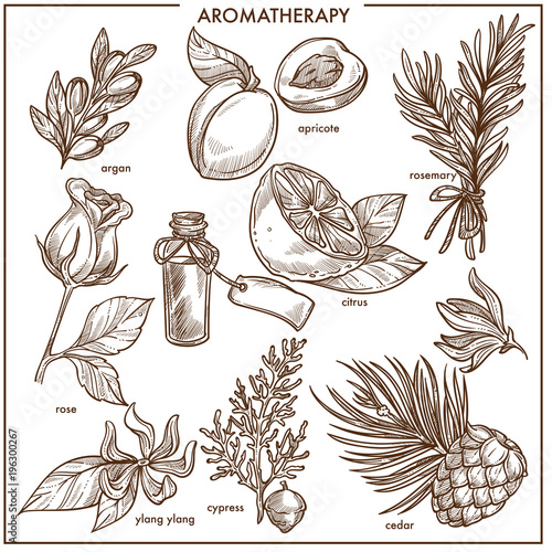 Aromatherapy natural ingredients monochrome isolated sketch illustrations set
