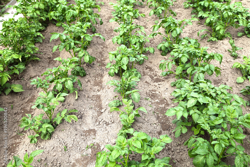 Potatoes grow in the garden under mulch from dry grass in the open ground. Cultivation of vegetables organic farming for vegetarian food. Potatoes grow in the garden under mulch from dry grass in the open ground. Cultivation of vegetables organic farming for vegetarian food.