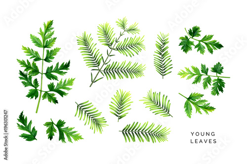 Bright set of young leaves. Green branches of dawn redwood and leaves of wild-growing plant. Hand painted watercolor illustrations isolated on white. photo