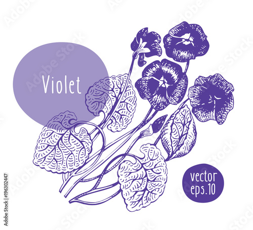 Hand drawn vintage violet. Vector blooming flower. Botanical illustration. Can be use for wedding invitations and greeting cards, page decoration, packaging.