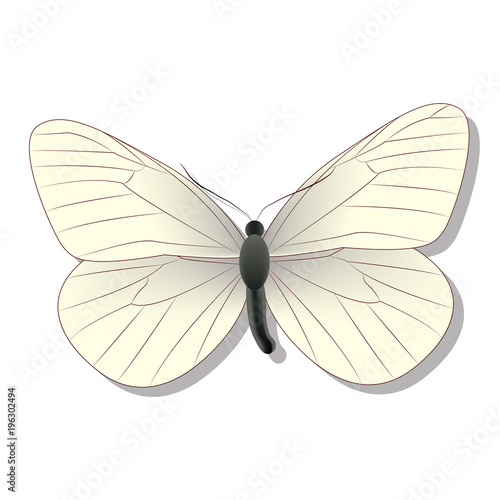 white butterfly on white background with shadow, gradient, 3d