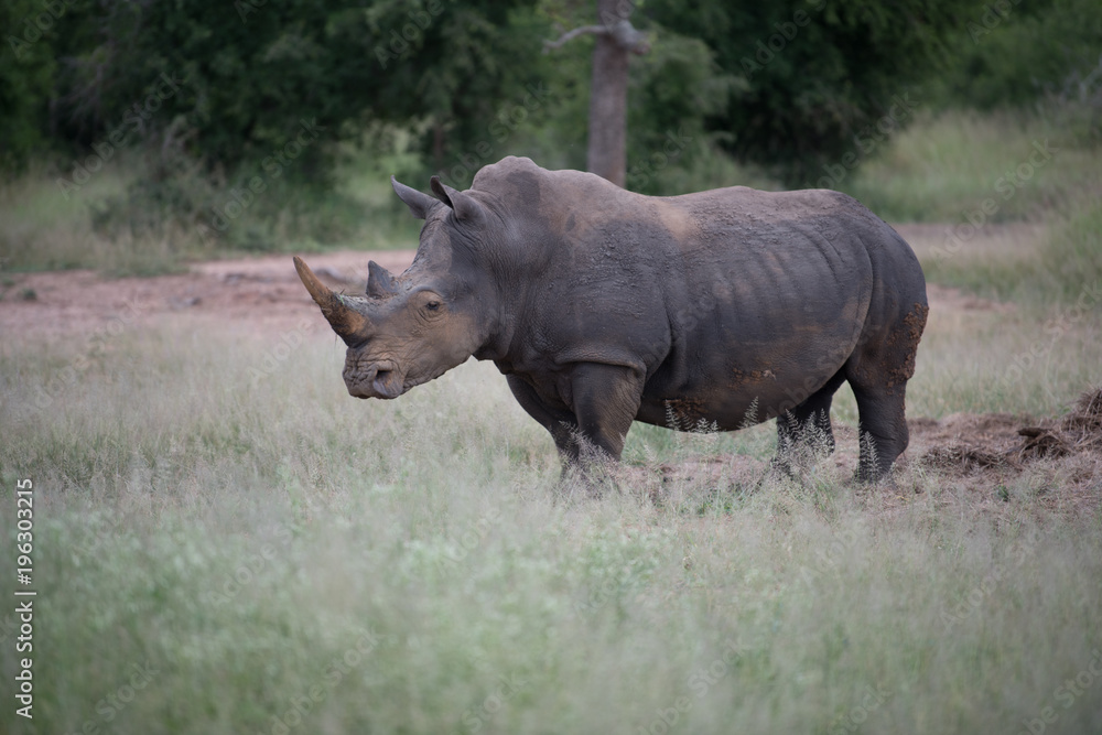 White rhino walking towards the camera in the Kruger National Park, South Africa. White rhino walking towards the camera in the Kruger National Park, South Africa.