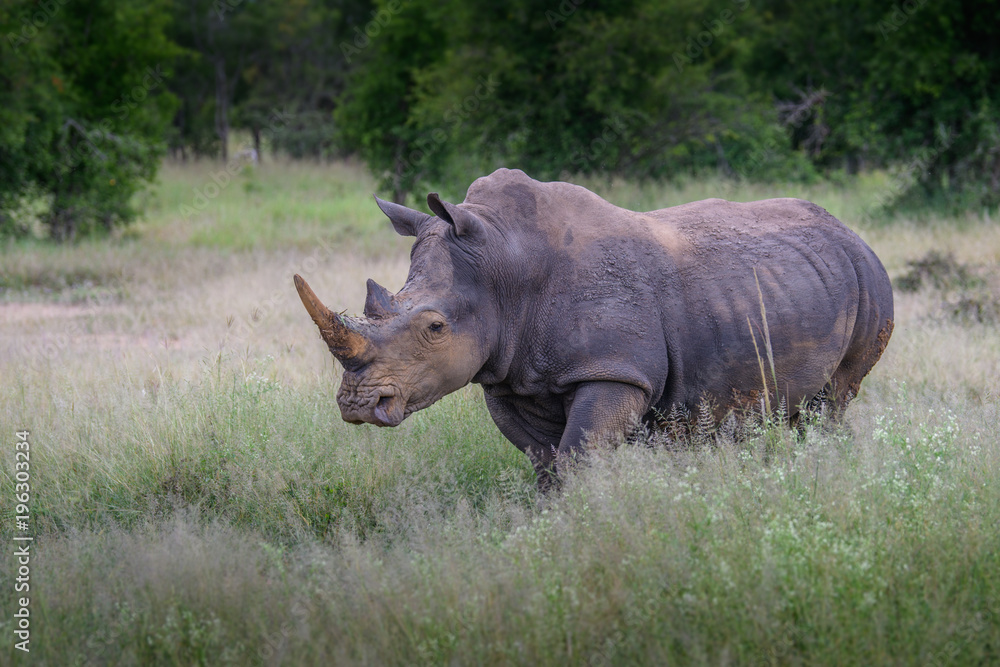 White rhino walking towards the camera in the Kruger National Park, South Africa. White rhino walking towards the camera in the Kruger National Park, South Africa.