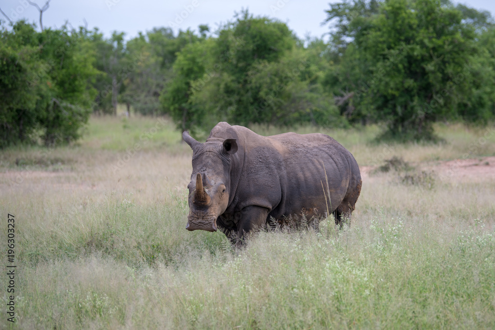 White rhino walking towards the camera in the Kruger National Park, South Africa. White rhino walking towards the camera in the Kruger National Park, South Africa.
