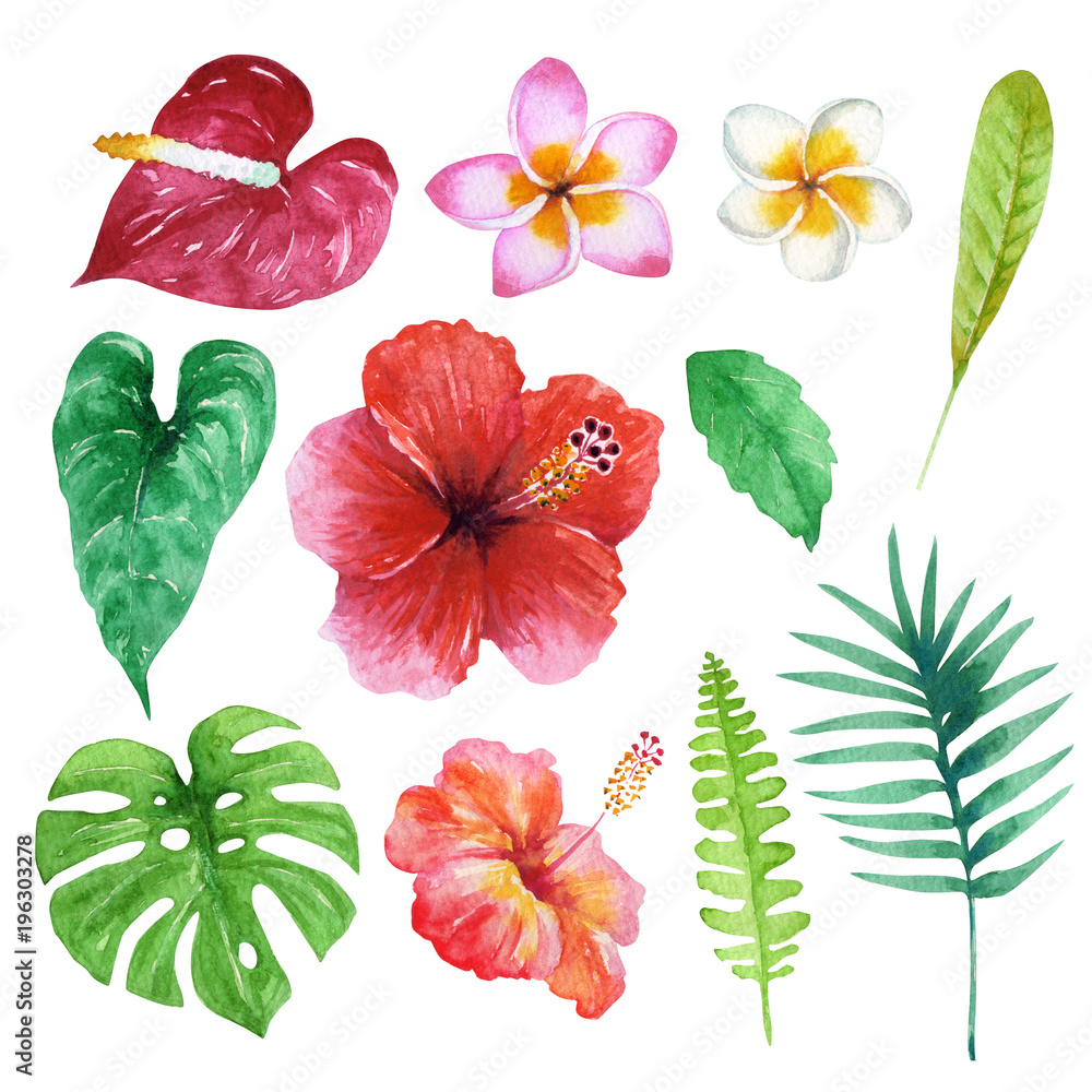 南国 ハワイ 植物 花 水彩 イラスト Stock Illustration Adobe Stock