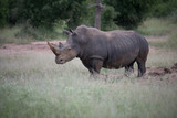 White rhino walking towards the camera in the Kruger National Park, South Africa.