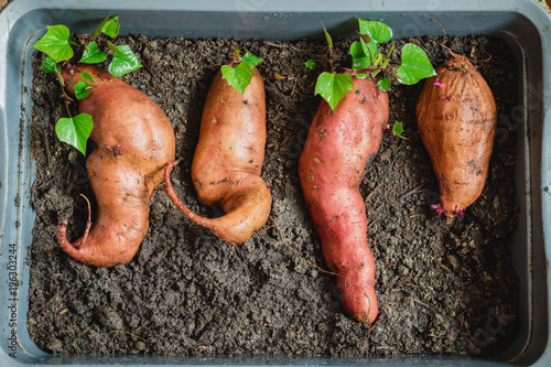 A sweet potato with new shoots starting to grow ready to plant
