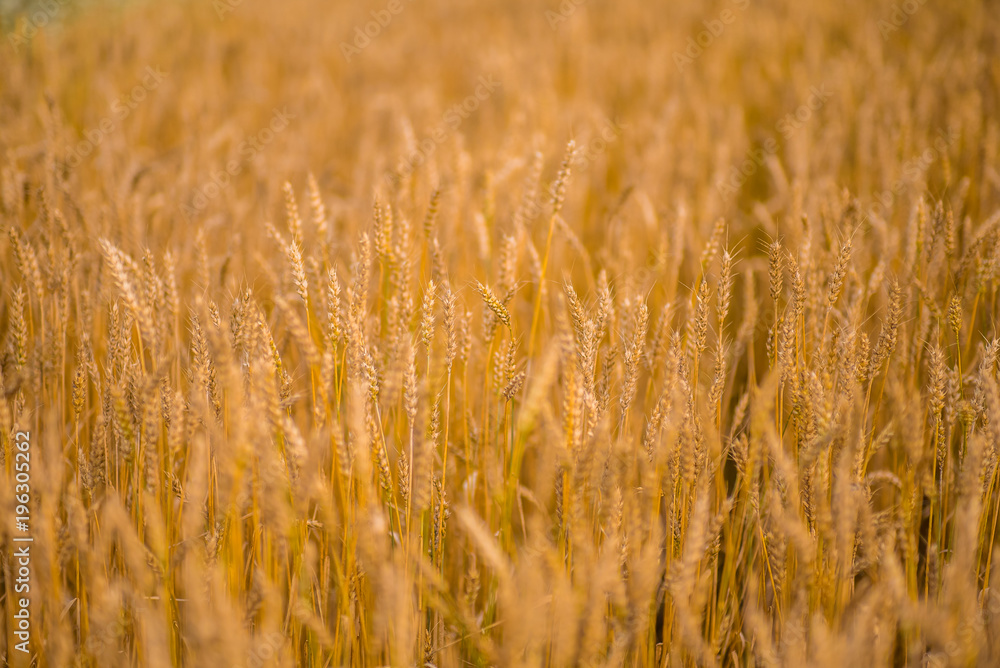 Wheat