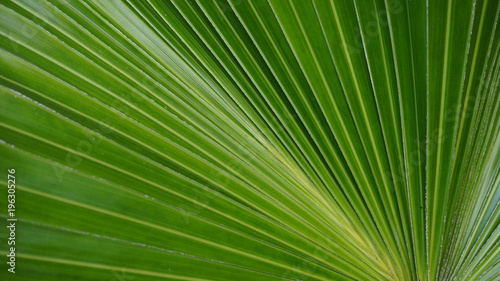 palm leaf leaves green color nature background wallpaper line detail curve  