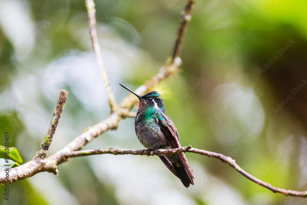 Kolibri Kolibri