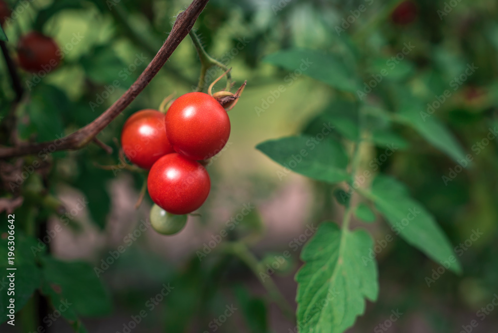 Growing ripe cherry tomatoes close up