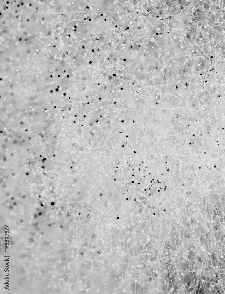 spores of white mold spores of white mold