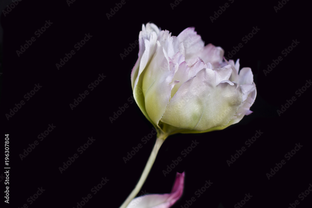 White peony close-up isolated on a black background. Artificial fake silk flowers White peony close-up isolated on a black background. Artificial fake silk flowers