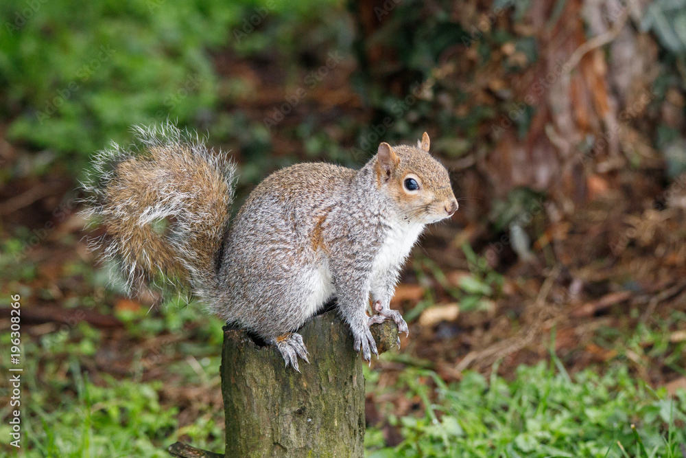 scoiattolo grigio (Sciurus carolinensis) scoiattolo grigio (Sciurus carolinensis)