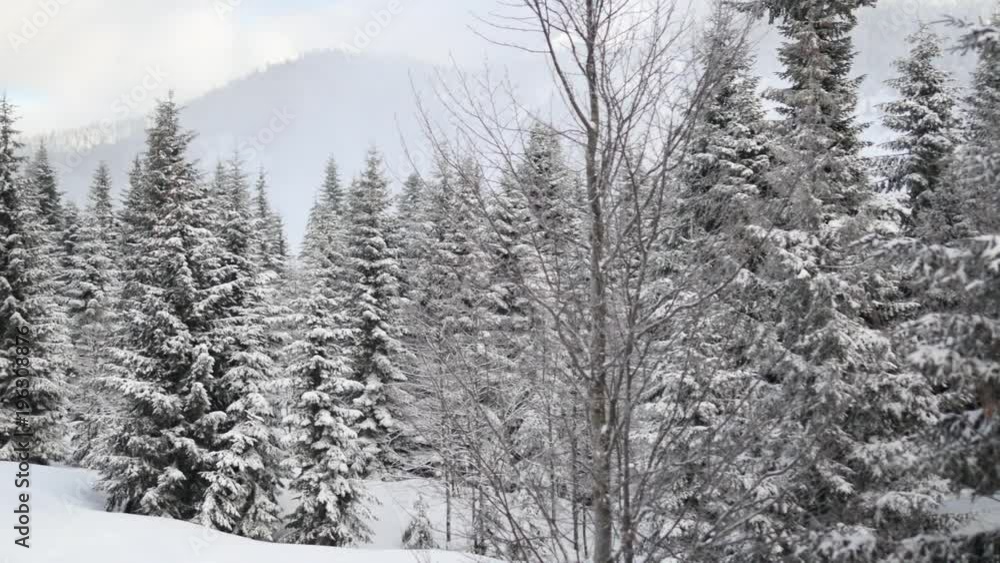 Morning in the snow-covered forest, fresh snow in the forest Morning in the snow-covered forest, fresh snow in the forest