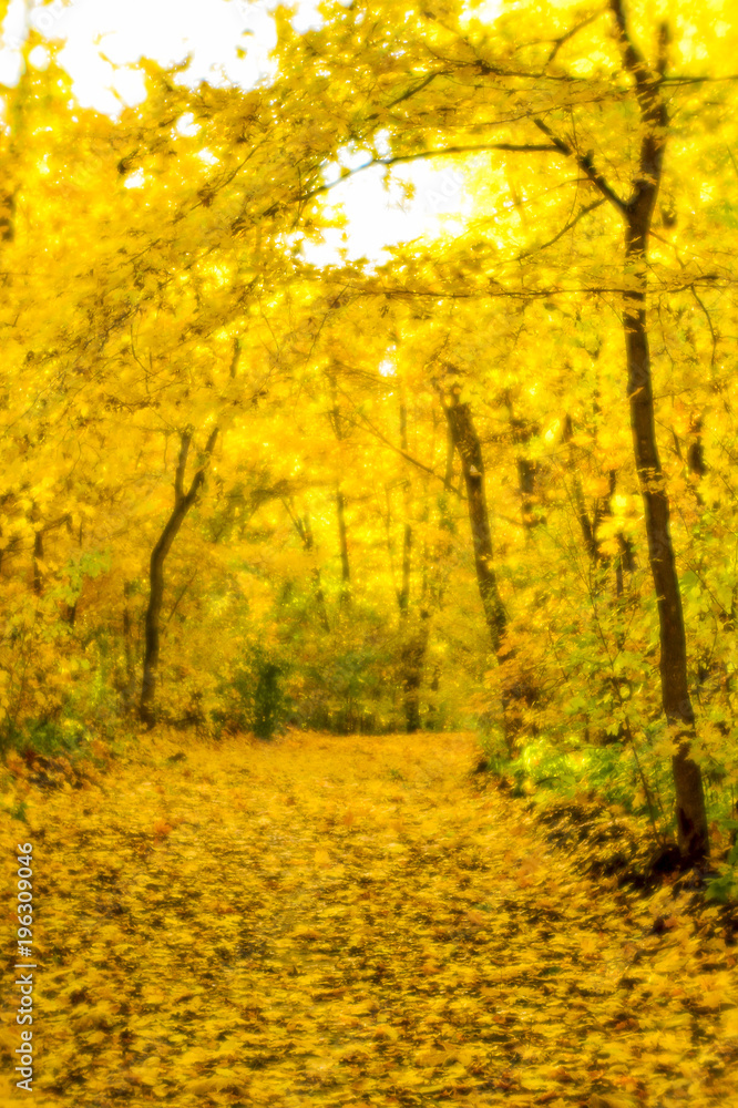 Blurred autumn landscape backlit with trees, fallen yellow leaves and the soft light.