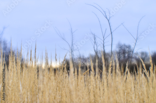 Autumn landscape from the dry stalks of tall grass and tree branches in the background. Blurry