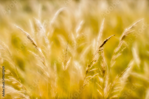 Soft background blur of dry grass in the fall. Closeup of wheat ears background.