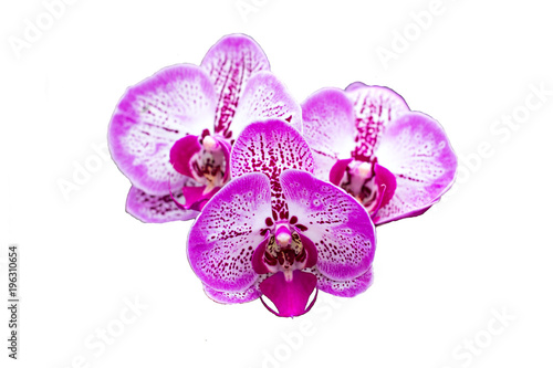 Beautiful white-pink orchid, isolate, background © julialototskaya
