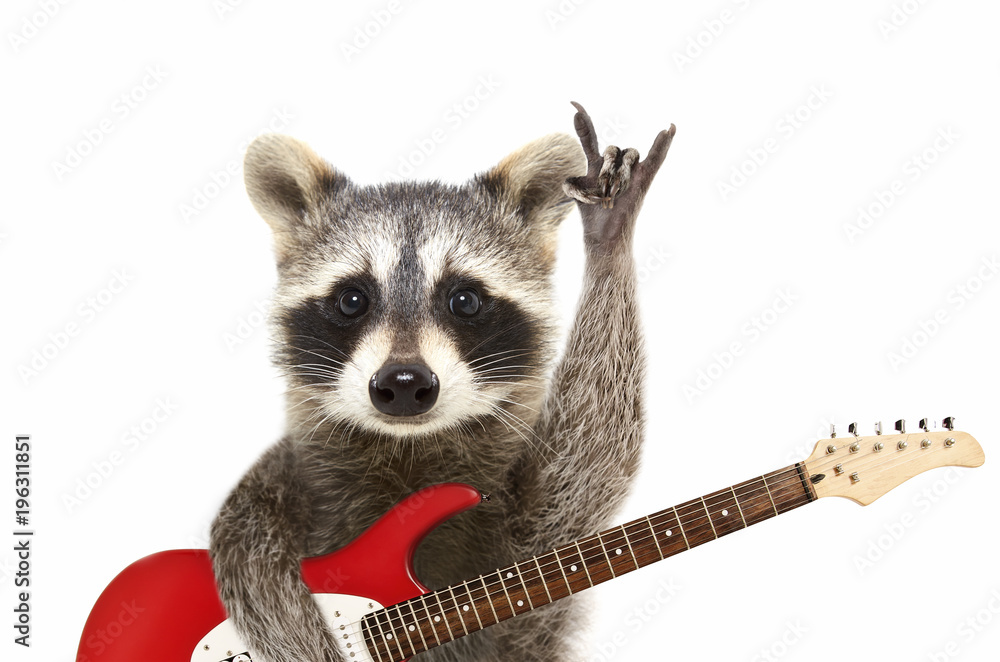 Fotografie, Plakater | Kjøp hos Europosters.noPortrait of a funny raccoon  with electric guitar, showing a rock gesture, isolat