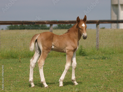 Foal © Nigel Baker