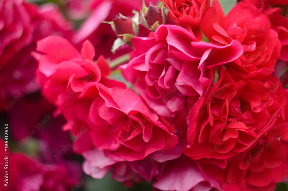 Beautiful summer roses in the garden on green background Beautiful summer roses in the garden on green background