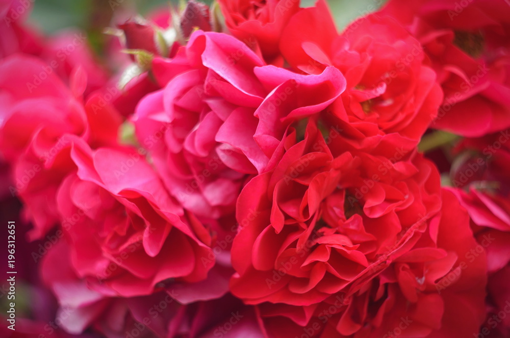 Beautiful summer roses in the garden on green background