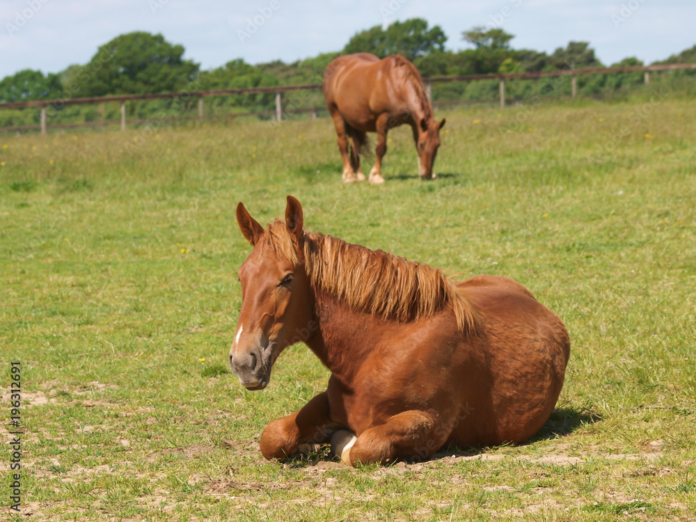 Horse Laying Down Horse Laying Down