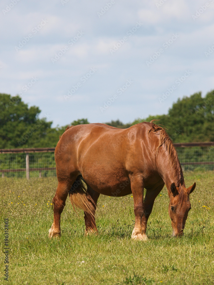 Grazing Horse Grazing Horse
