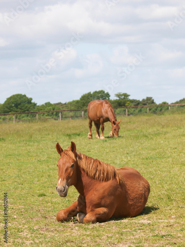 Horse Laying Down