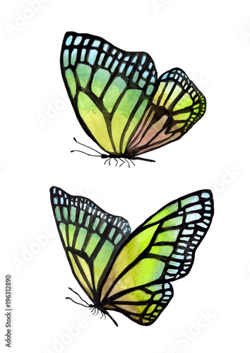 Illustration of watercolor butterflies with a black outline. © Artur