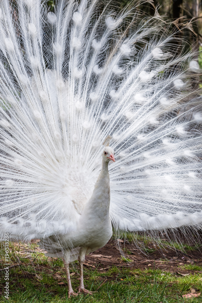 White peacock showing off his bright tail