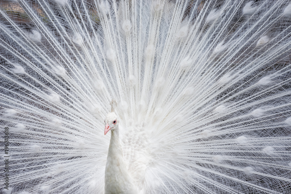 Naklejka premium White peacock showing off his bright tail