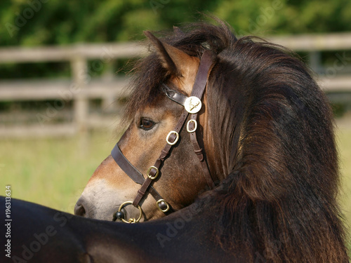 Stallion Head shot