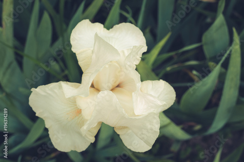 Fototapeta Naklejka Na Ścianę i Meble -  White iris in garden. Summertime. Close up