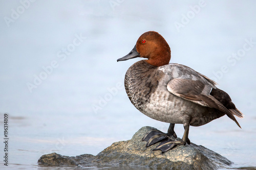 Common pochard male (Aythya ferina) stands on stone in water