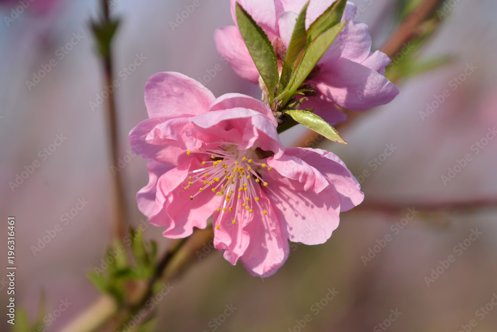 Obraz premium Peach blossoms