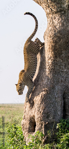 Leopard jumps from tree to earth. National Park. Kenya. Tanzania. Maasai Mara. Serengeti. An excellent illustration.