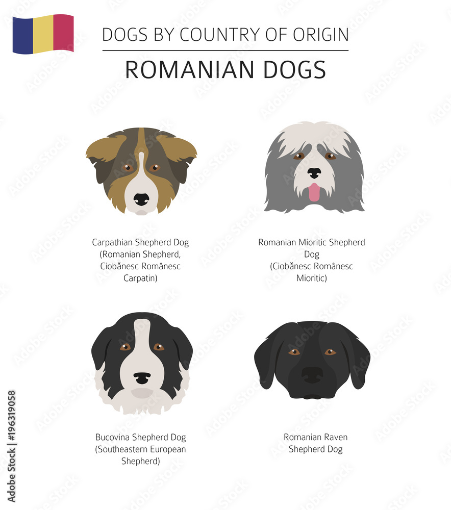what color are romanian raven shepherd dog dogs