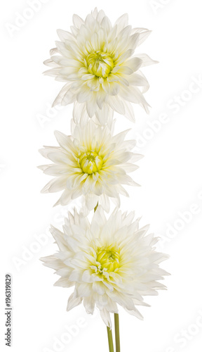 Fototapeta Naklejka Na Ścianę i Meble -  dahlia flower isolated