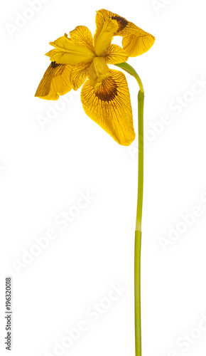Fototapeta Naklejka Na Ścianę i Meble -  iris flower isolated
