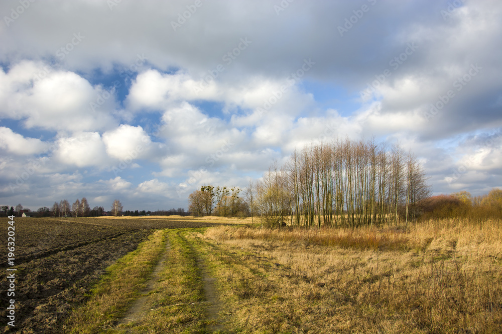 Fototapeta premium Plowed field, road and copse