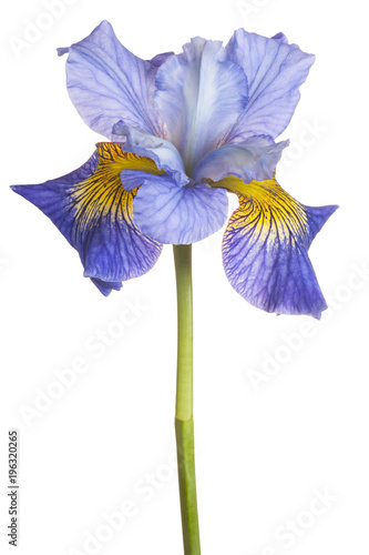 Fototapeta Naklejka Na Ścianę i Meble -  iris flower isolated